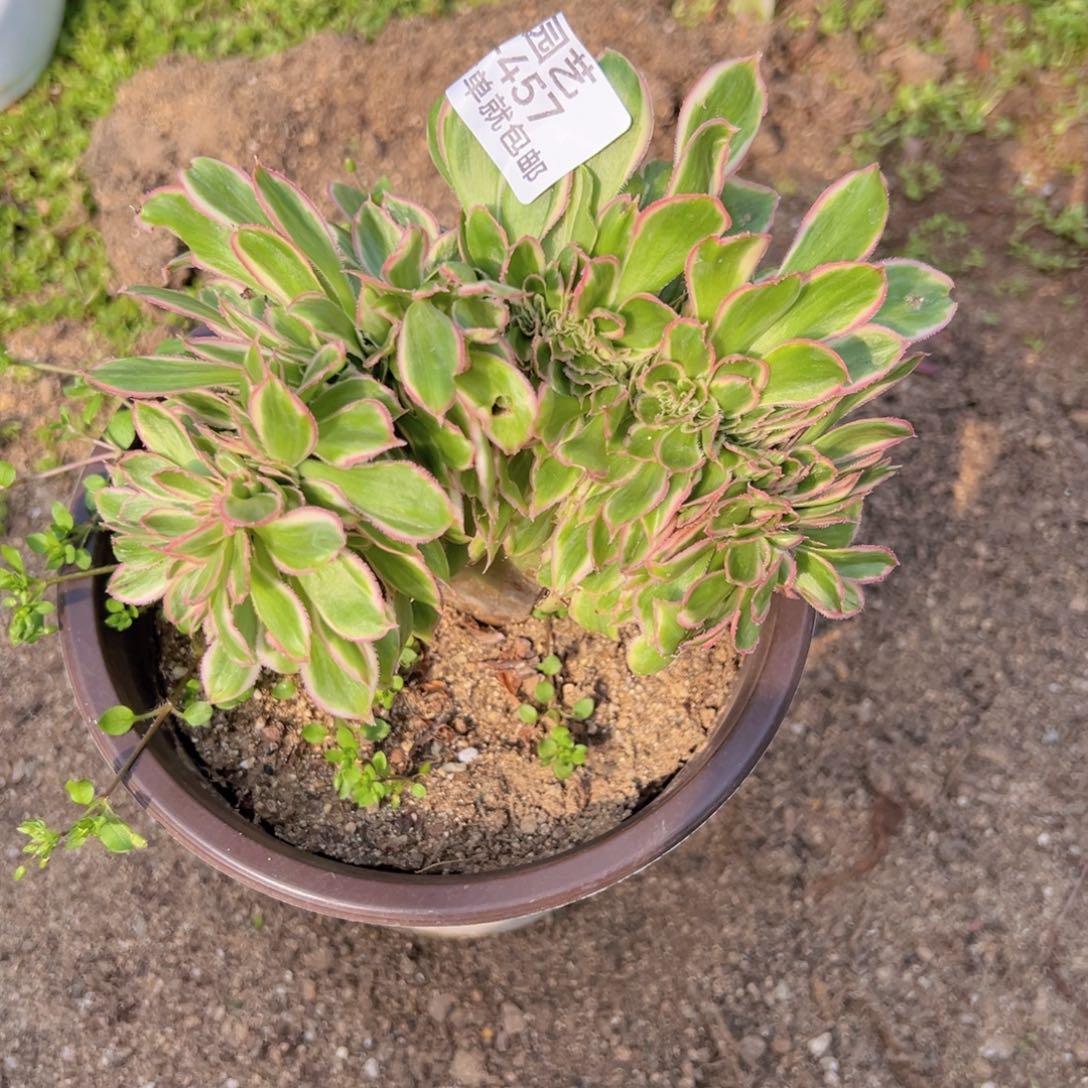 燕子锦缀多肉植物457