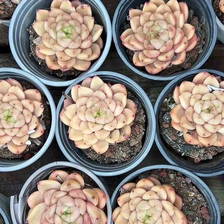 两盆。   星空珍妮。    