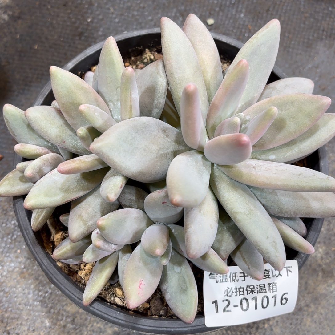 01016企鹅多肉植物