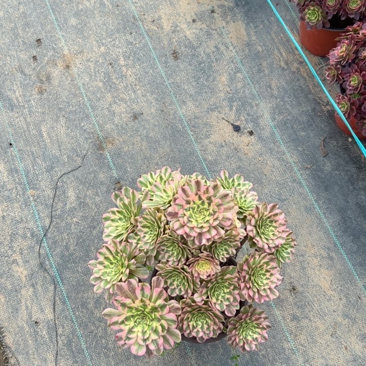 33沙皇多肉多肉多肉多肉