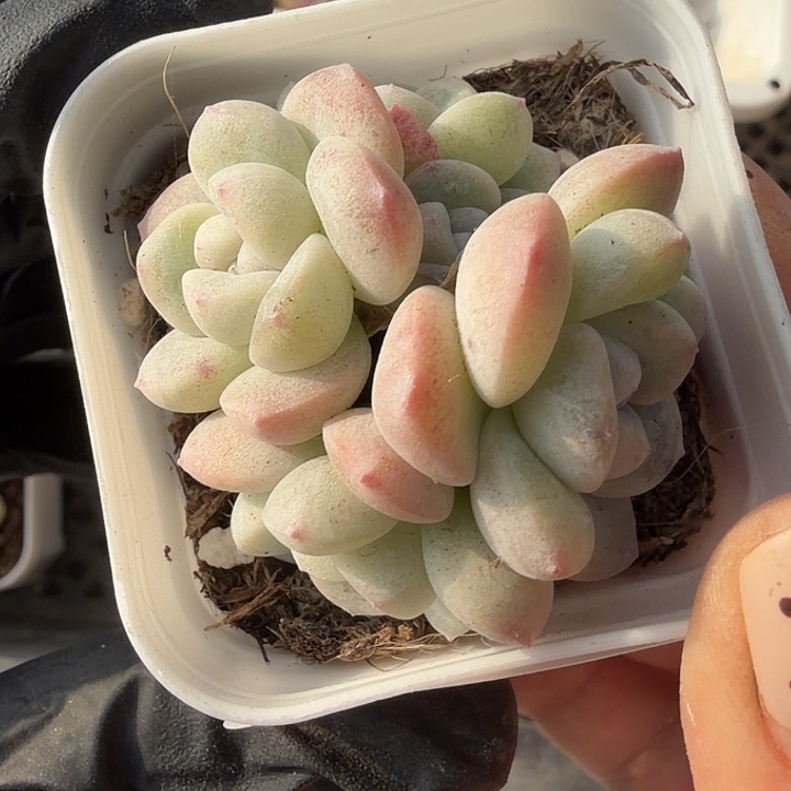 68 号到手1框一物一拍