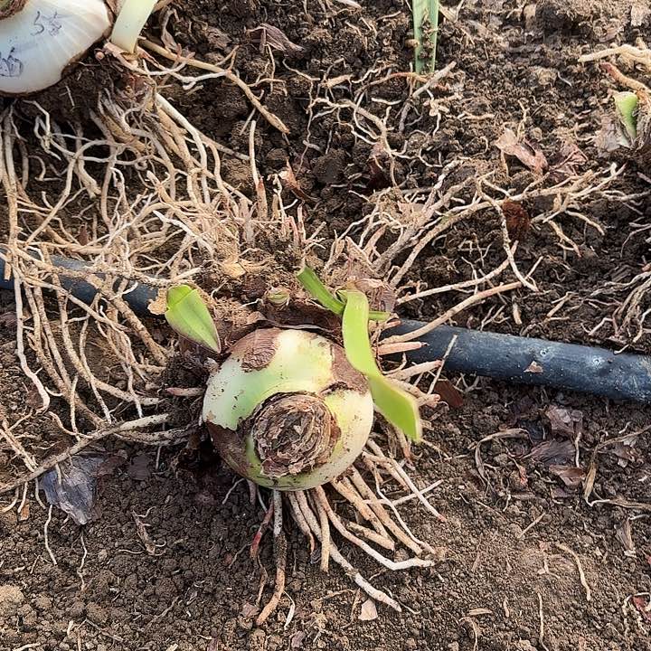 杂交白肋7左右带侧开花无售后2号