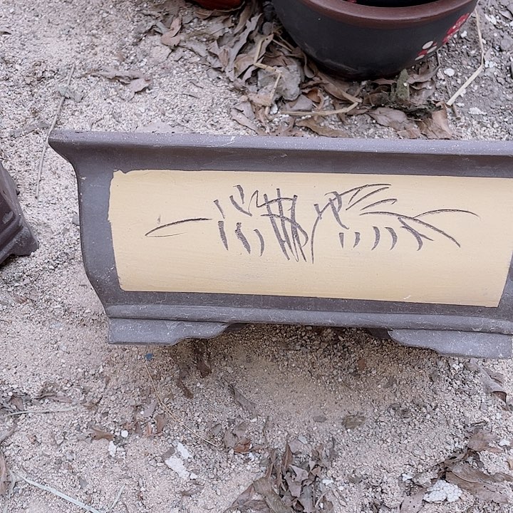 紫砂31黄马槽花哦花片