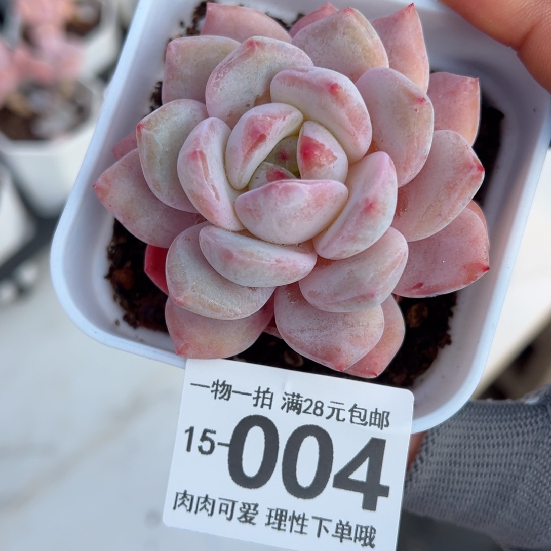 橙梦露多肉多肉多肉多肉