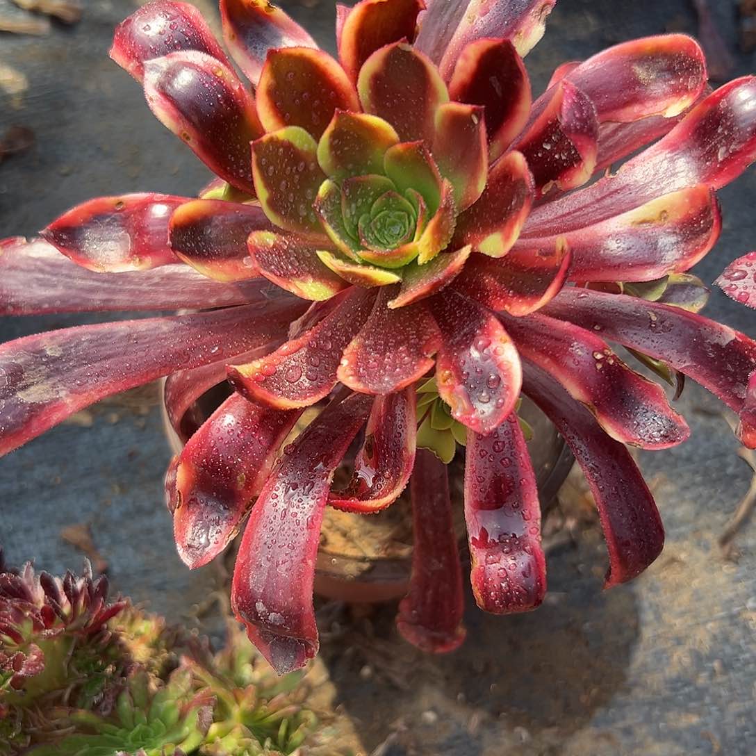 多肉植物欧嘉莉老庄