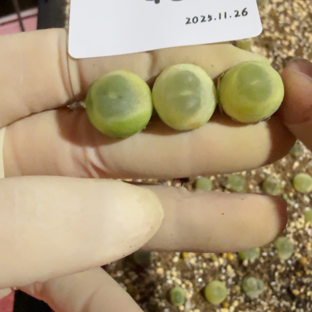 多肉多肉多肉11.26-048