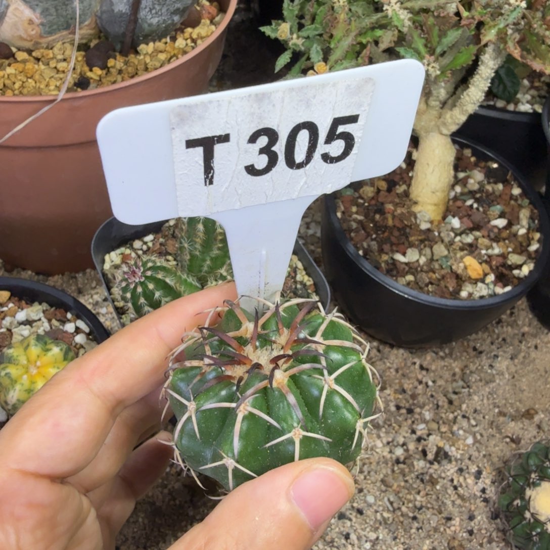 做****福利圆盘玉一颗脱土