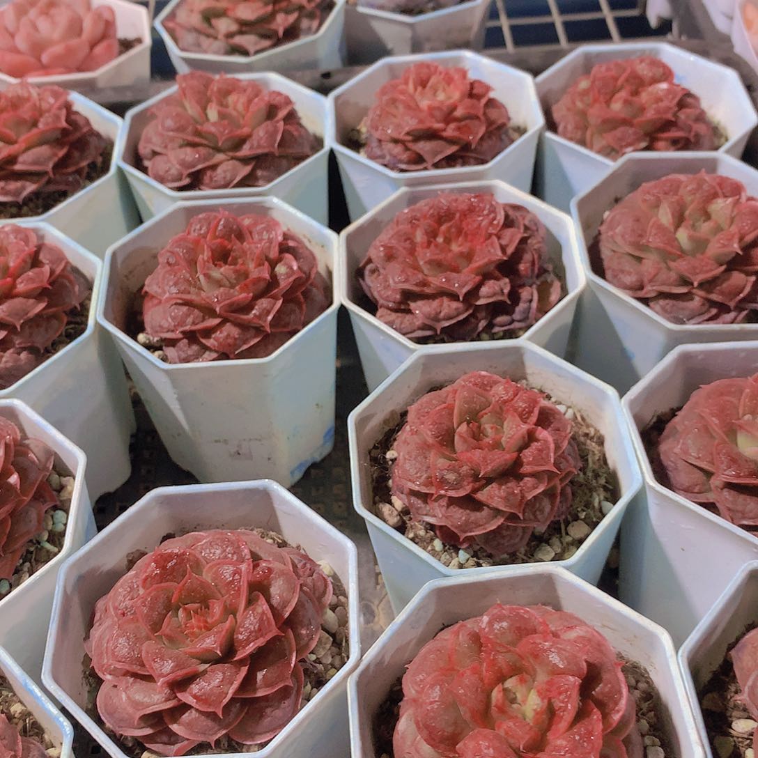 虾饺榴246778999900