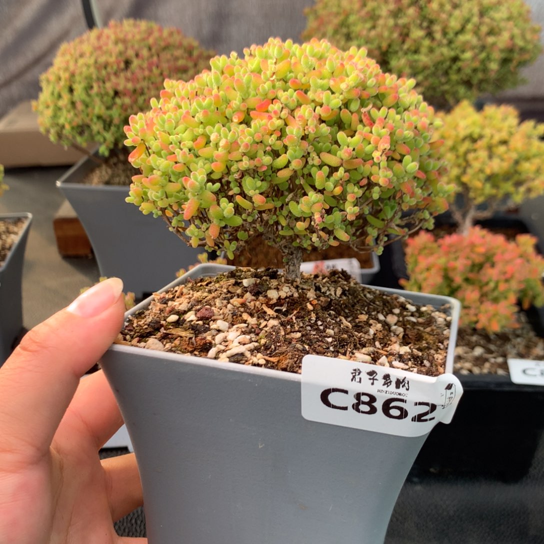 862蜜橘糖球                     