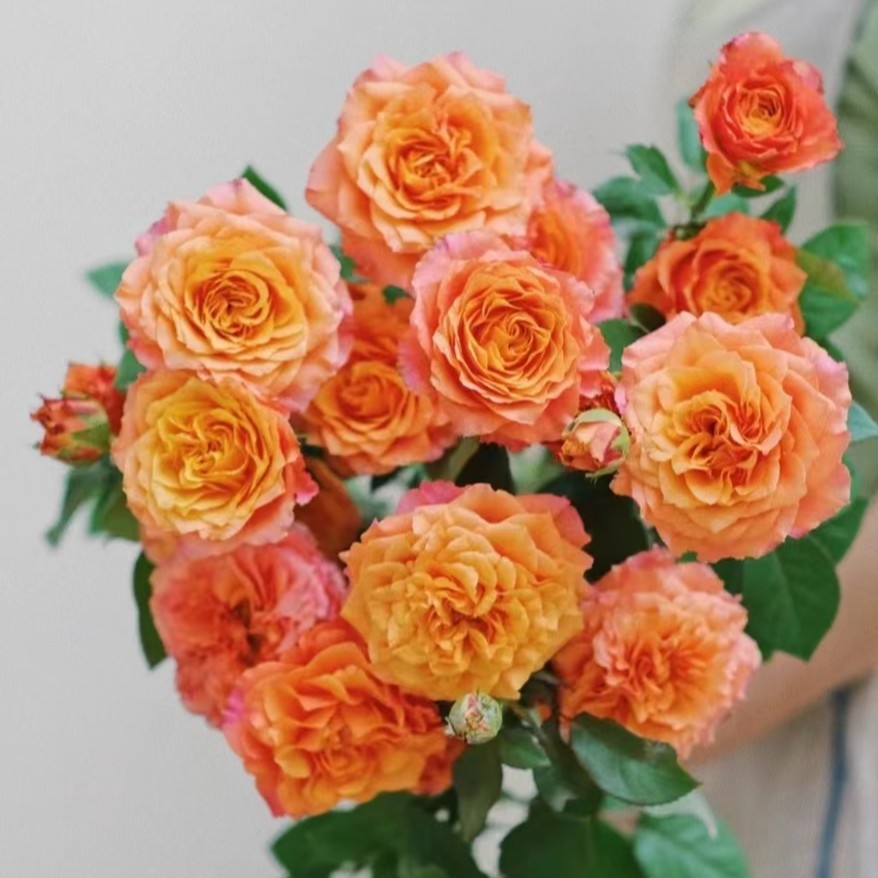 火灵鸟玫瑰鲜切花奥斯汀带香味云南基地直发顺丰