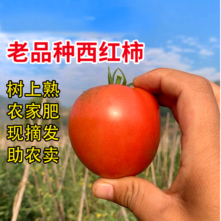 自然熟西红柿新鲜可生吃水果番茄