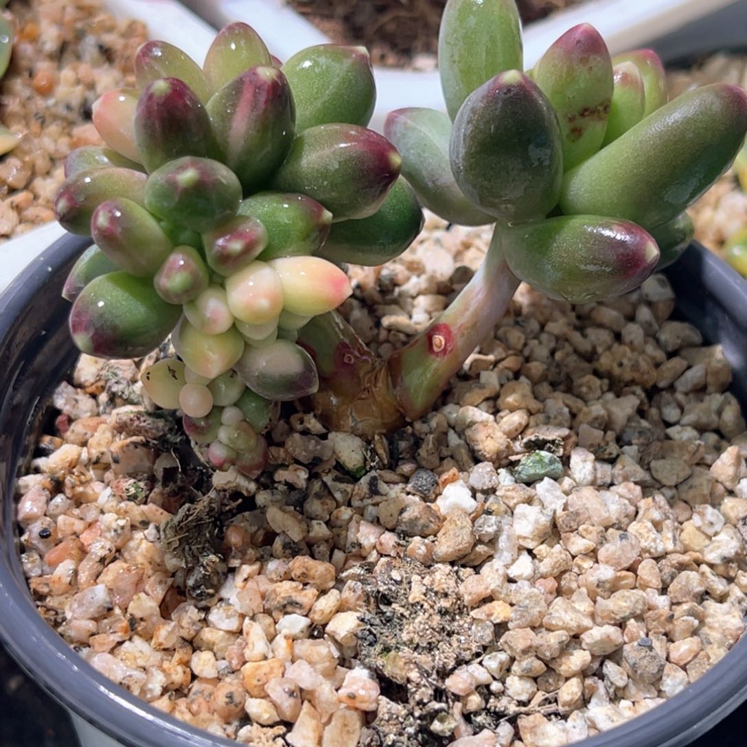 多肉特价千代田锦缀化6971