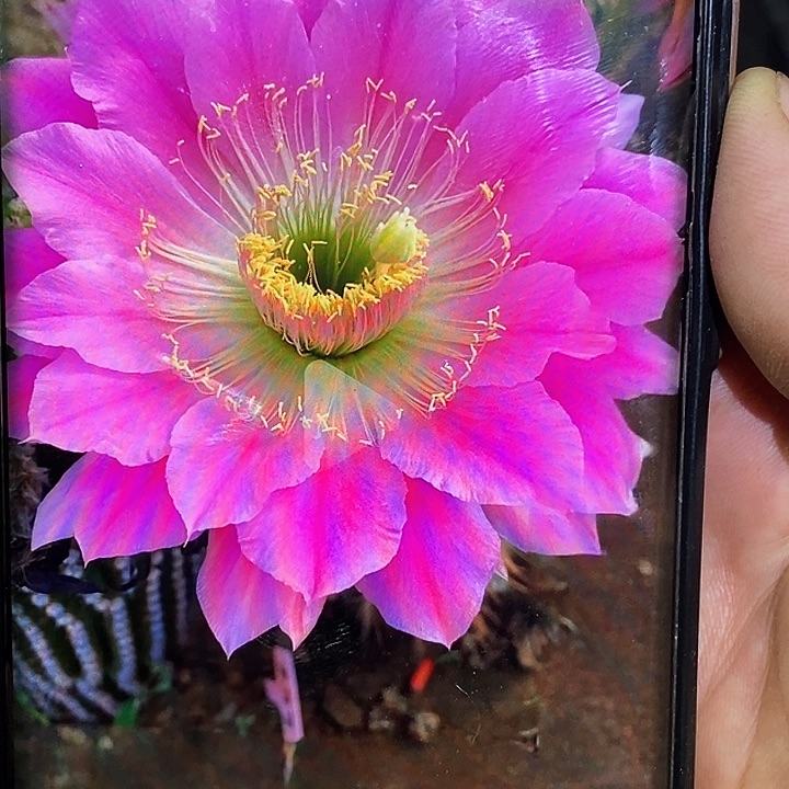 毛 3—300/侧芽歪20包邮/