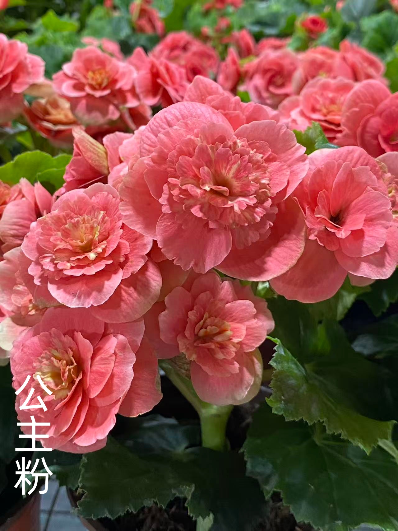 【公主粉】丽格海棠多年生四季开花玫瑰海棠室内花卉
