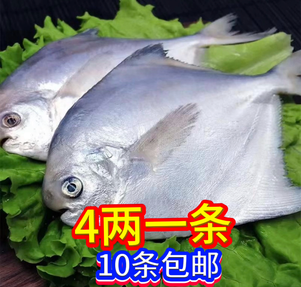 大银鲳鱼4两一条（10条包邮）顺丰液氮锁鲜包邮