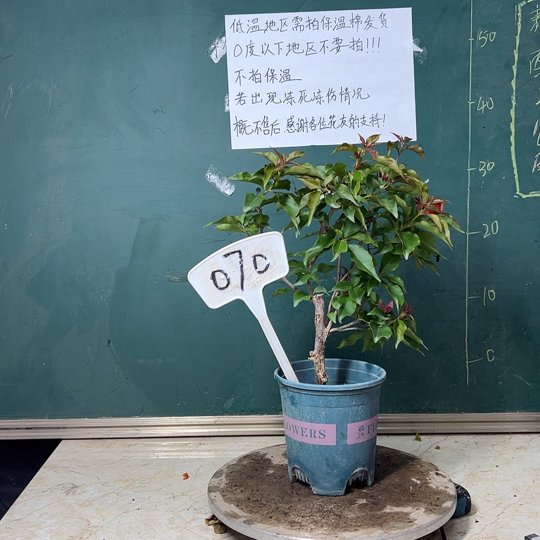 完全开放  热火桑巴有破皮  070