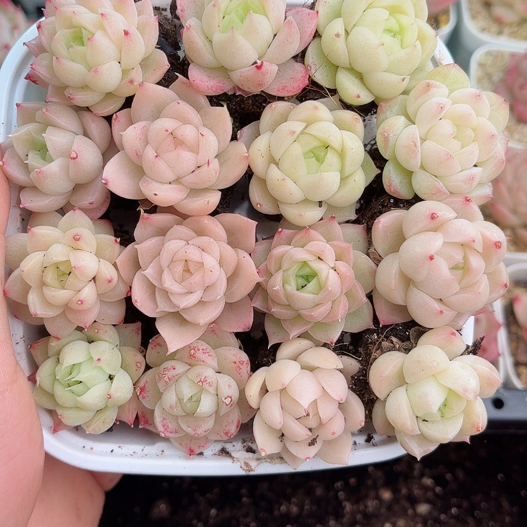 1-635 新疆西藏内蒙不发12.8包邮2-3公分多肉