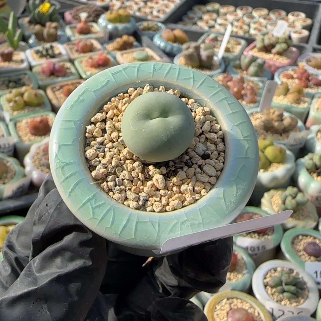 1603--一物一拍 带盆