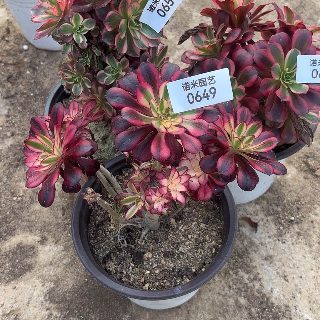 飞***歌香奈儿美杜莎纳福砍头群649-50-51