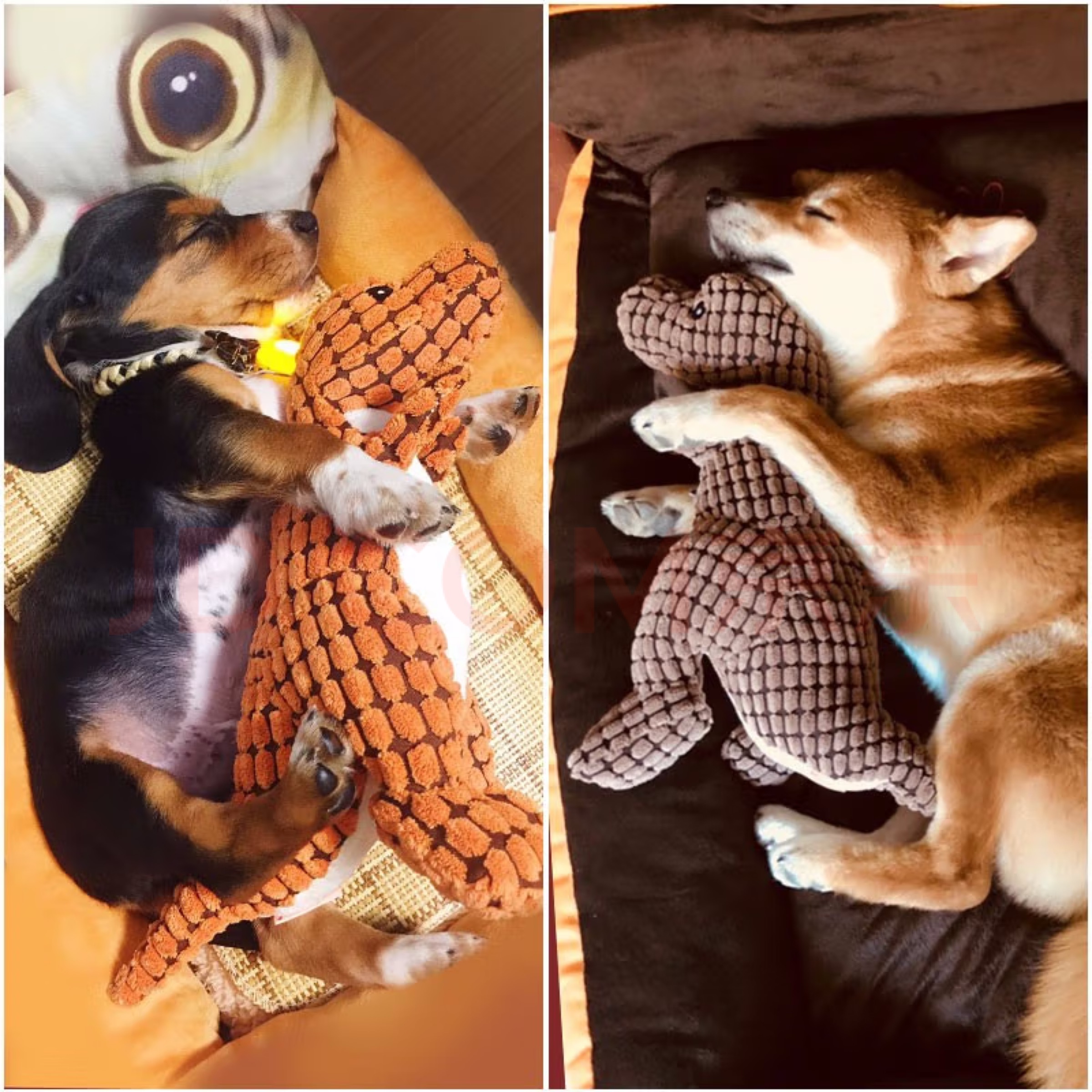 hoopet狗狗玩具耐咬发声清洁磨牙毛绒恐龙狗狗发泄解闷玩具大型犬