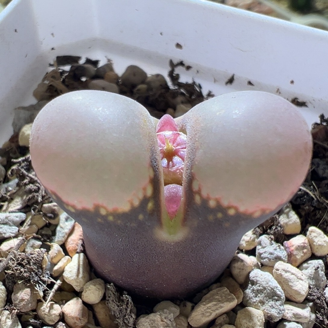 紫体粉厚窗 有点小瑕疵 特价 08