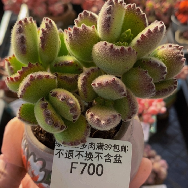熊童子8cm700多肉植物