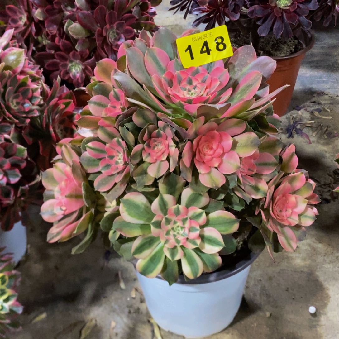 好*吧多肉0000148香妃