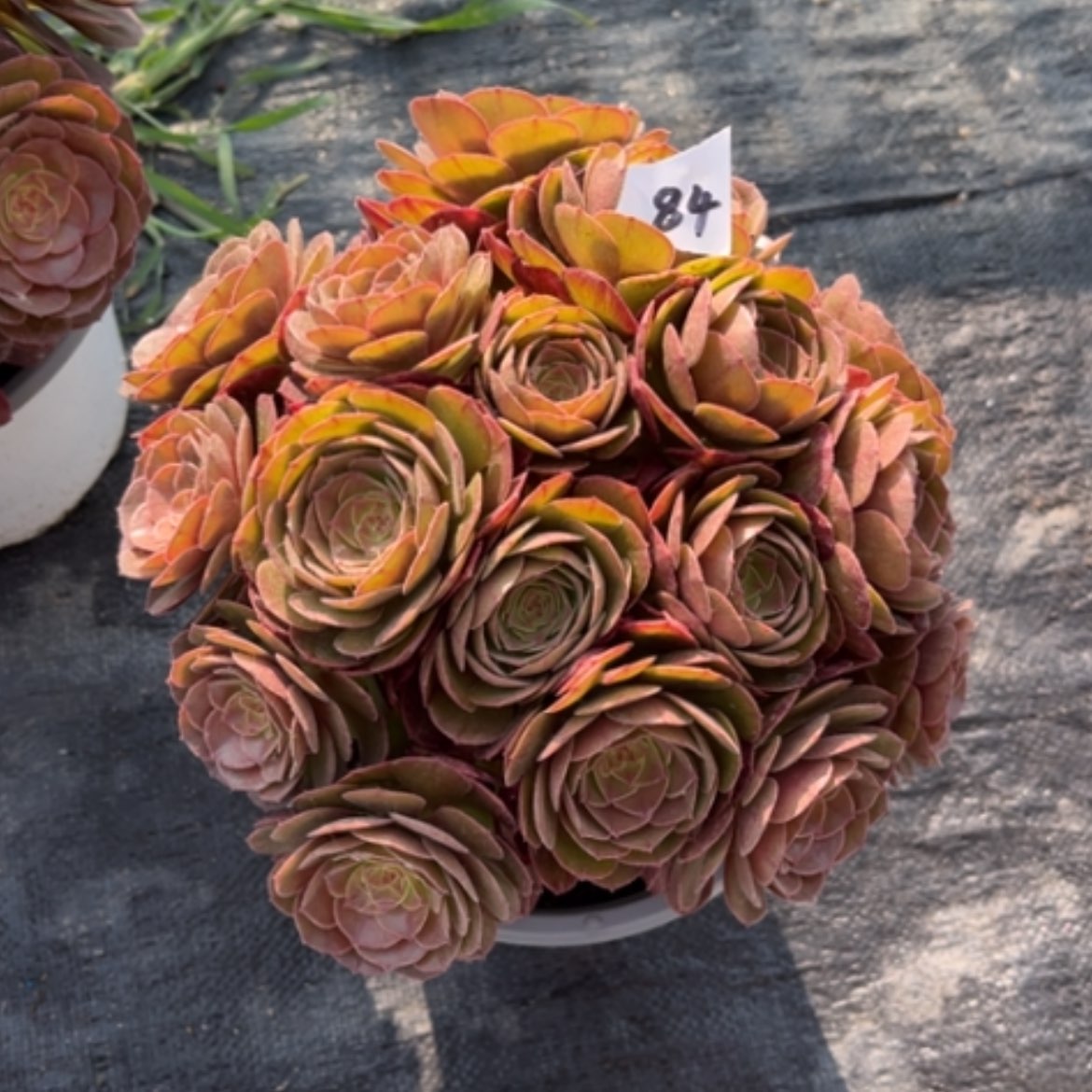 【闪购商品】84莎啦碗多肉法师