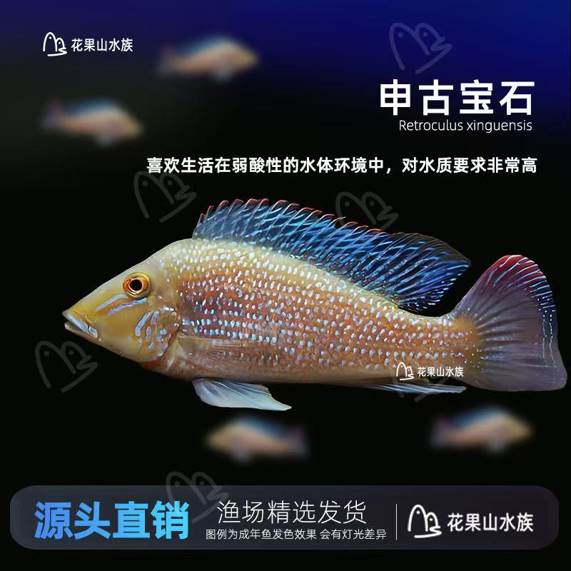 申古宝石  稀有食土鲷（顺丰空运，相近地区中通陆运）包邮