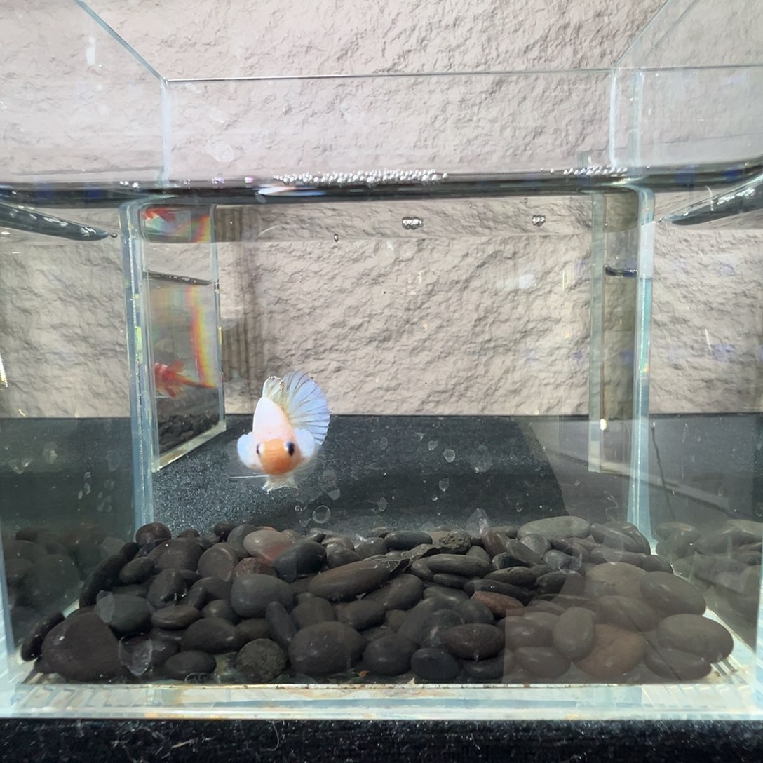 斗鱼阿浩泰斗27日65