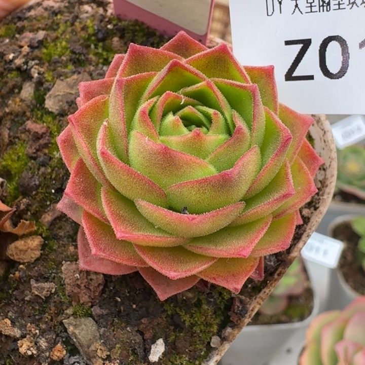 朱014。   若初X各种。