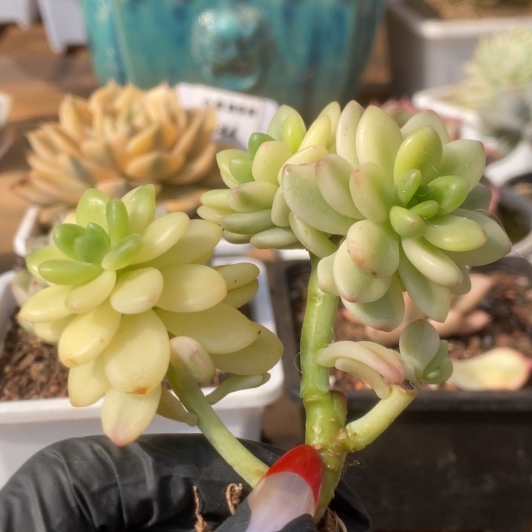 001香格里拉锦锦锦锦锦