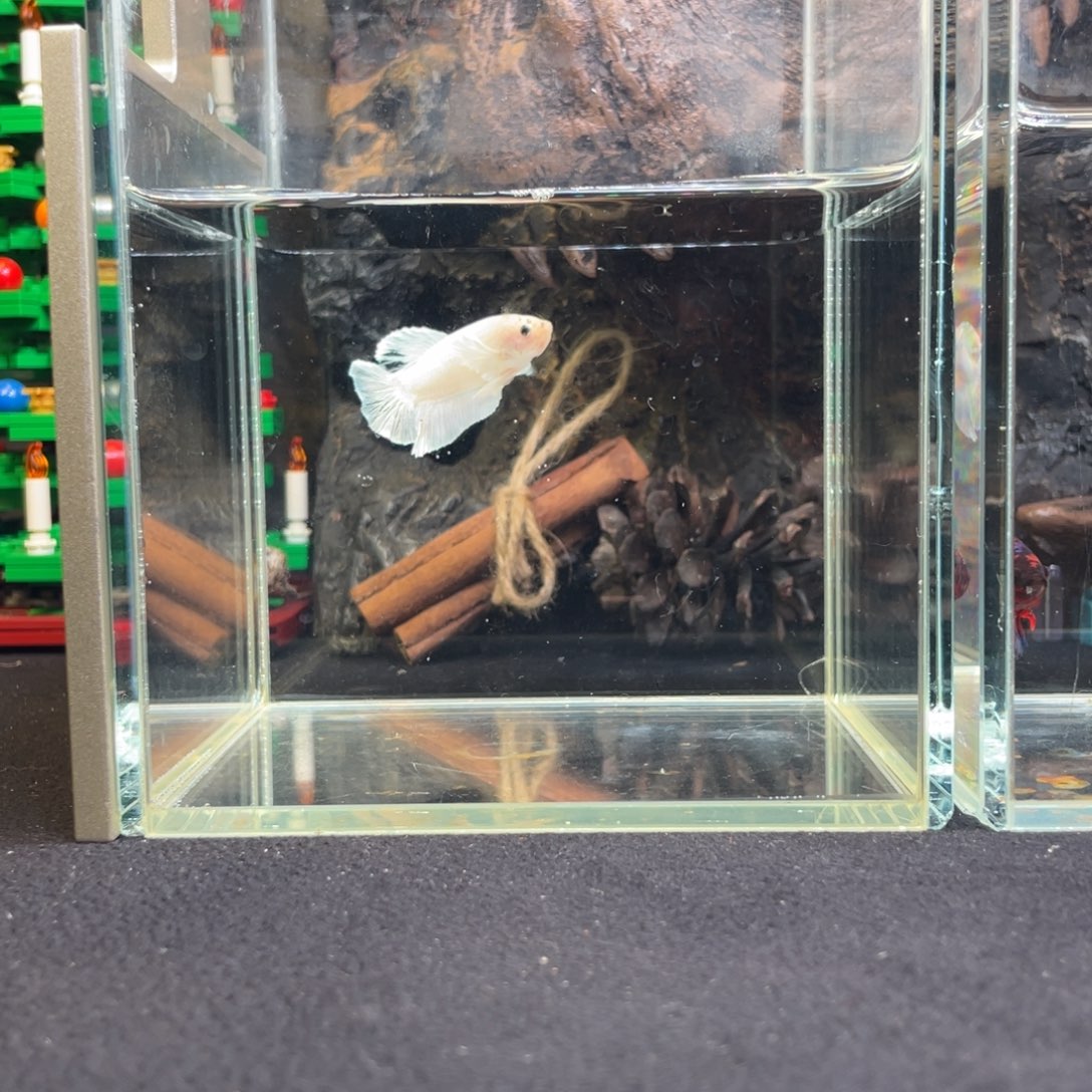 斗鱼十二月二十三日竞价