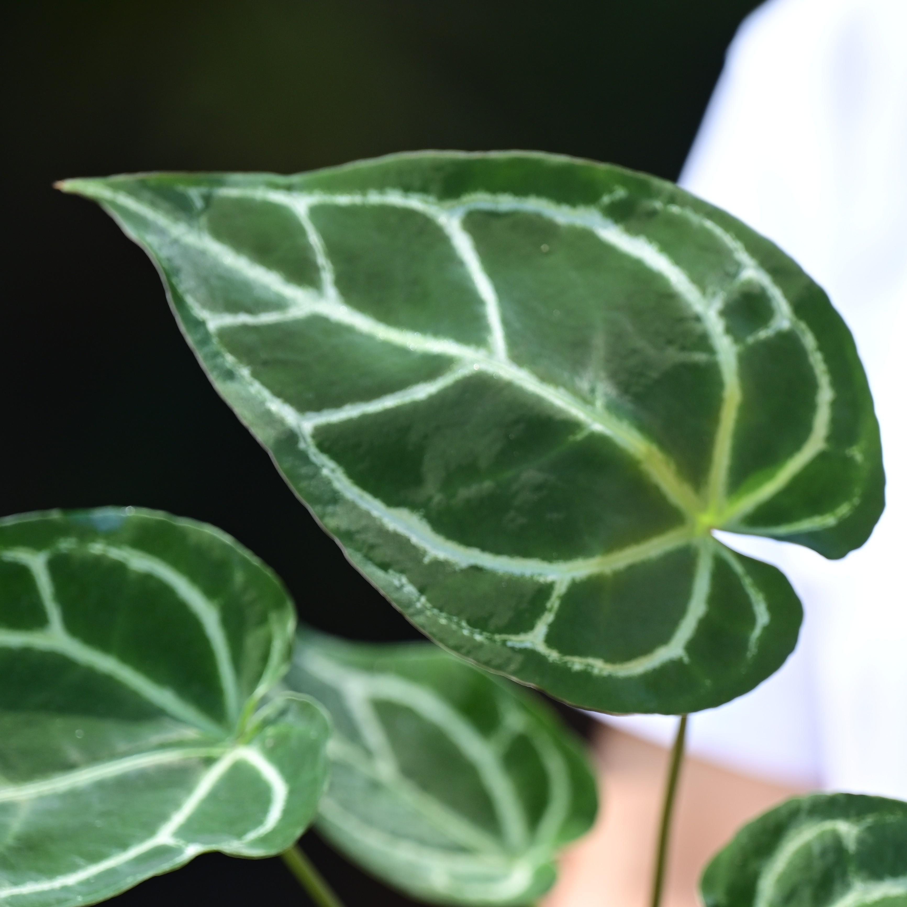 水晶 花烛 多年生花卉 绿植盆栽养护 养护光照土壤混合养殖生长