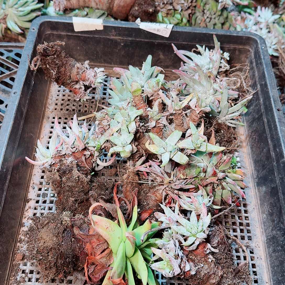 9059瑕疵框拍不售后
