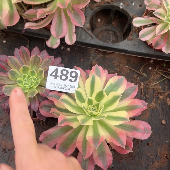 489多肉植物法师2个