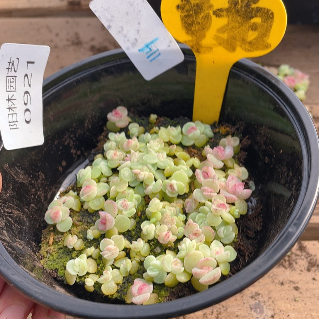 量拍多肉植物多肉植物921