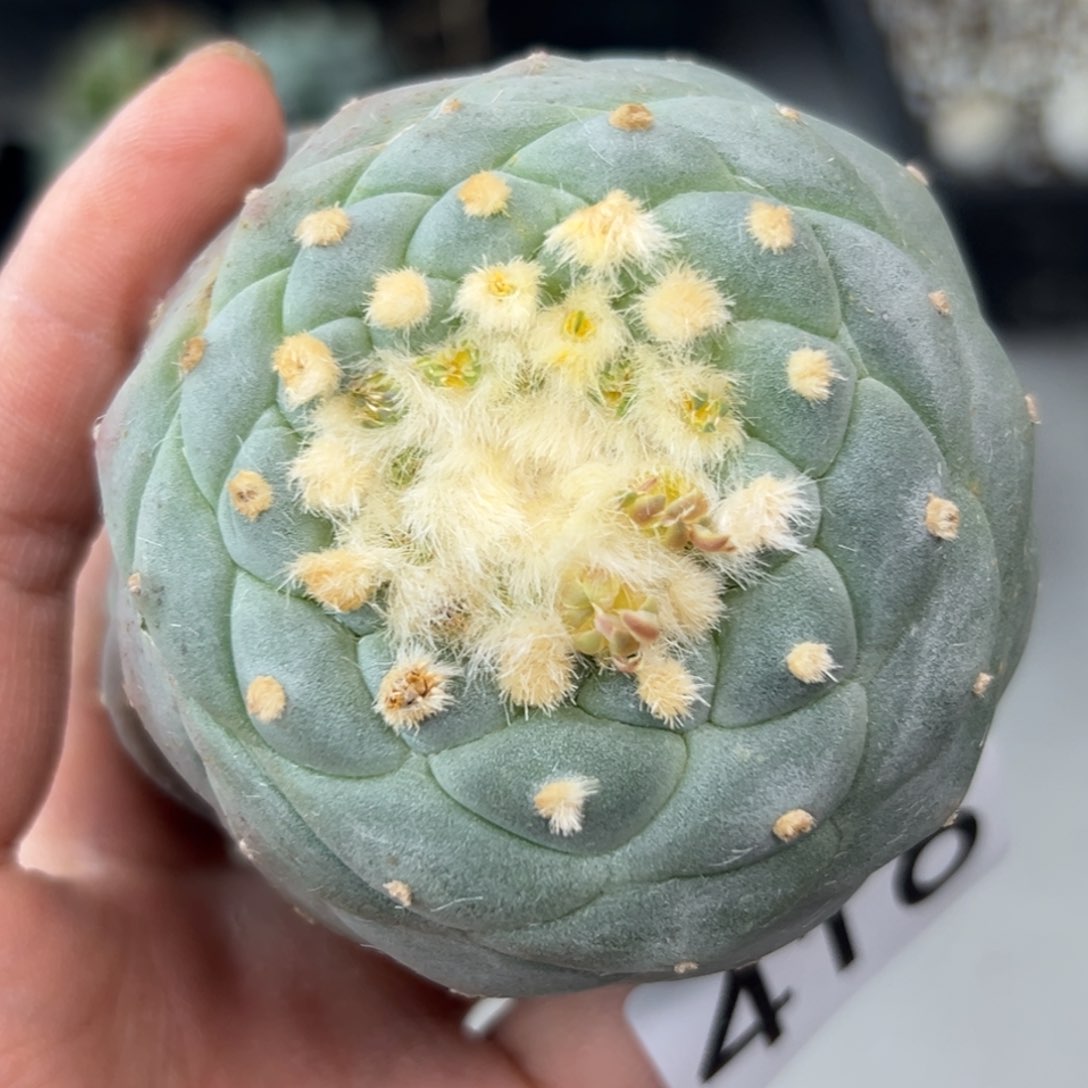 416 短三角 仙人球的世界里