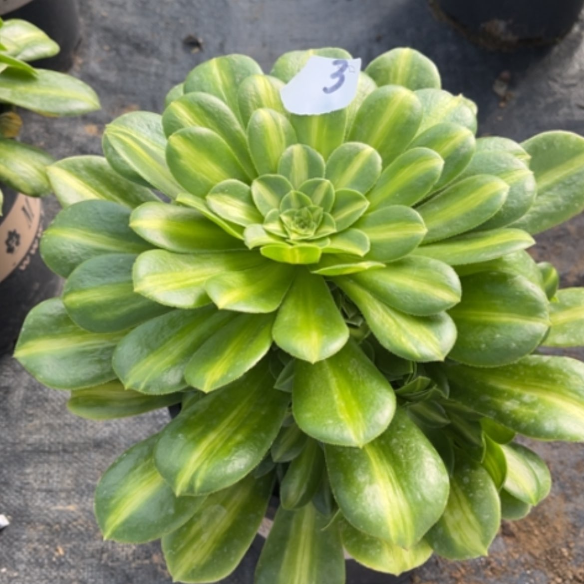 【闪购商品】3翡翠琉璃多肉法师