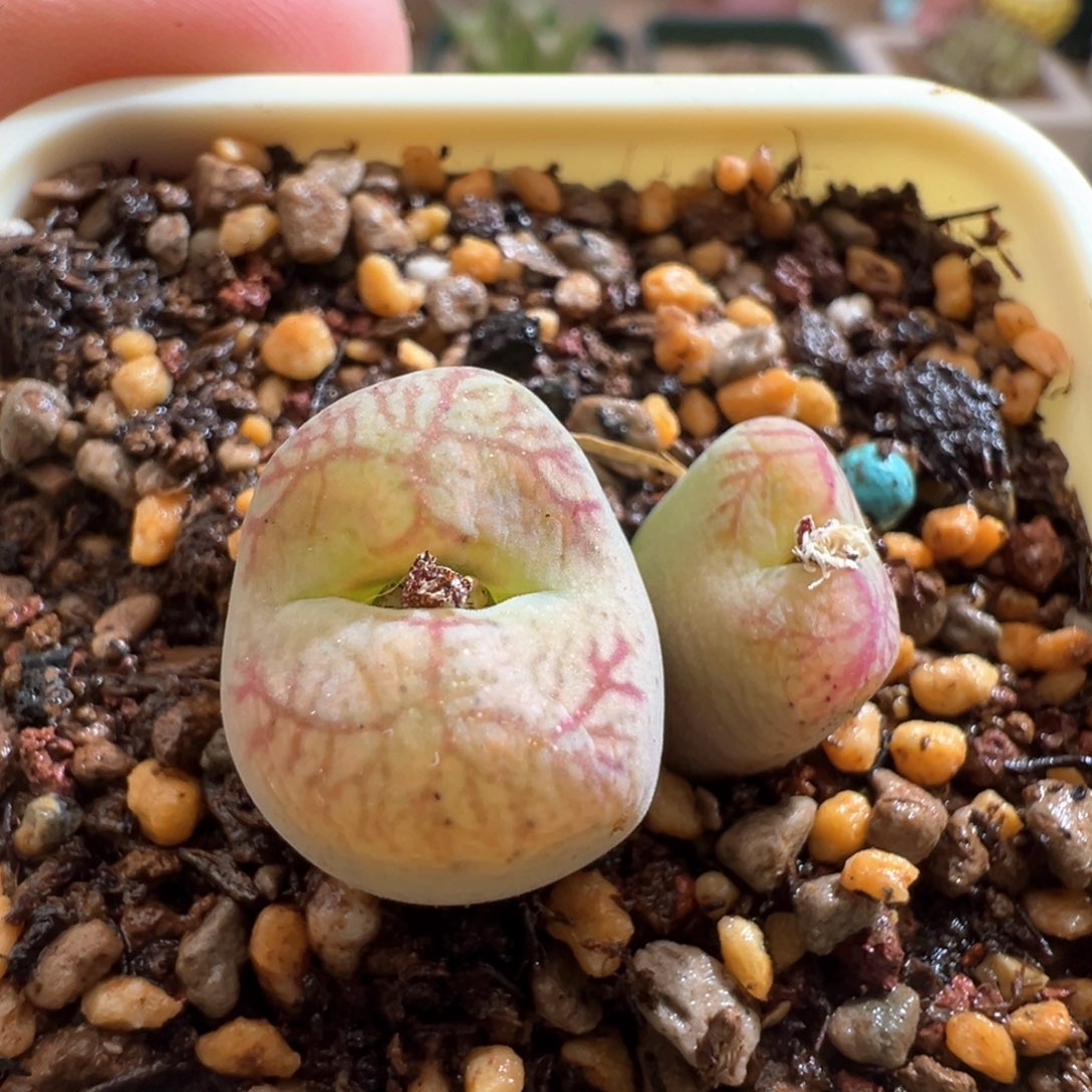 492。优选水蜜桃杂墨 母本