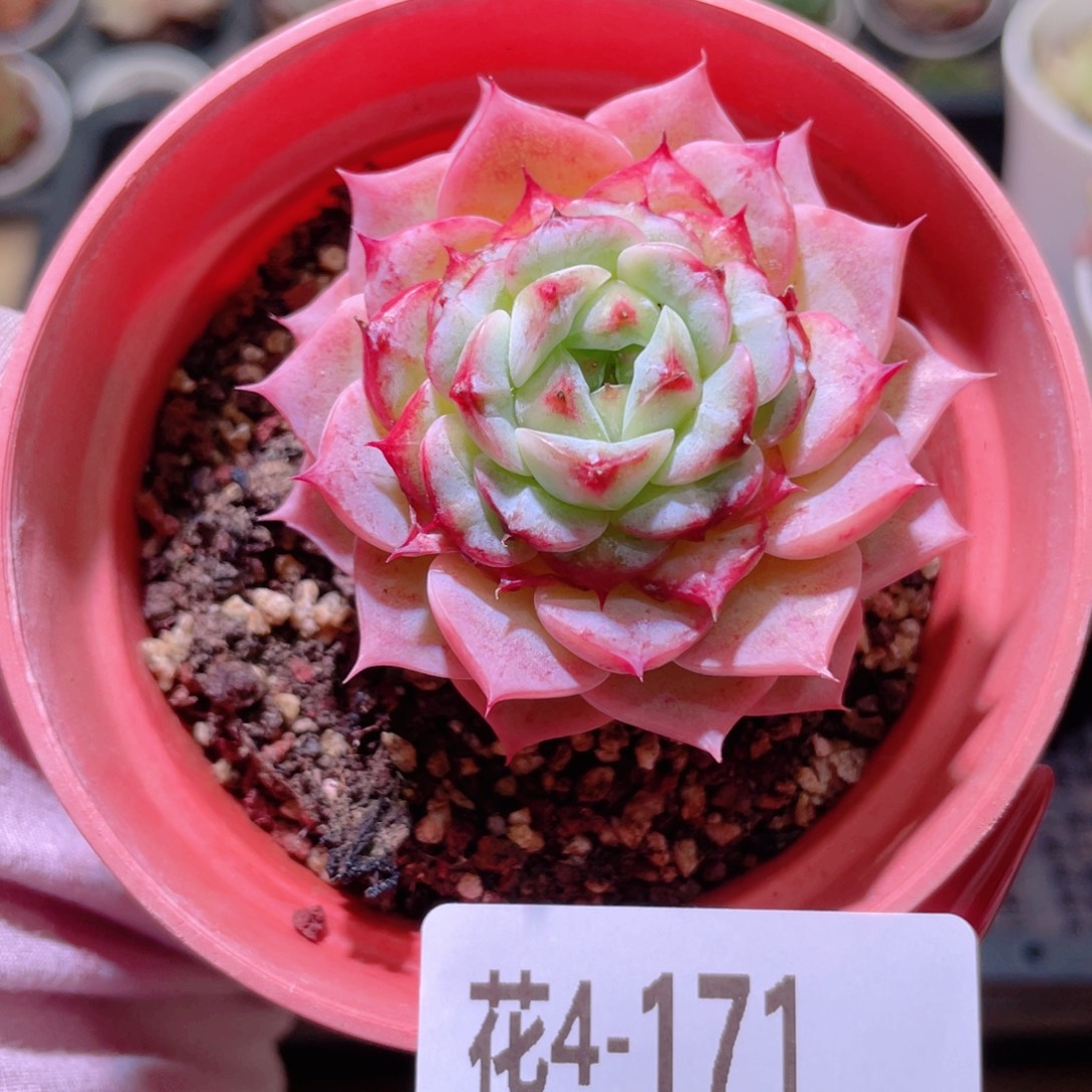 花利美4-171天鹅绒
