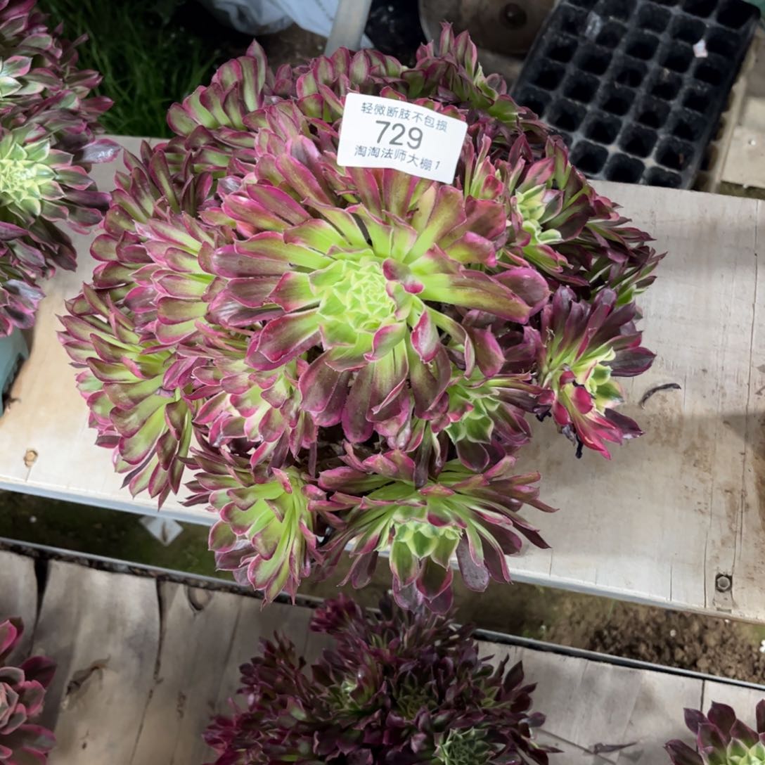 729天合多肉植物法师