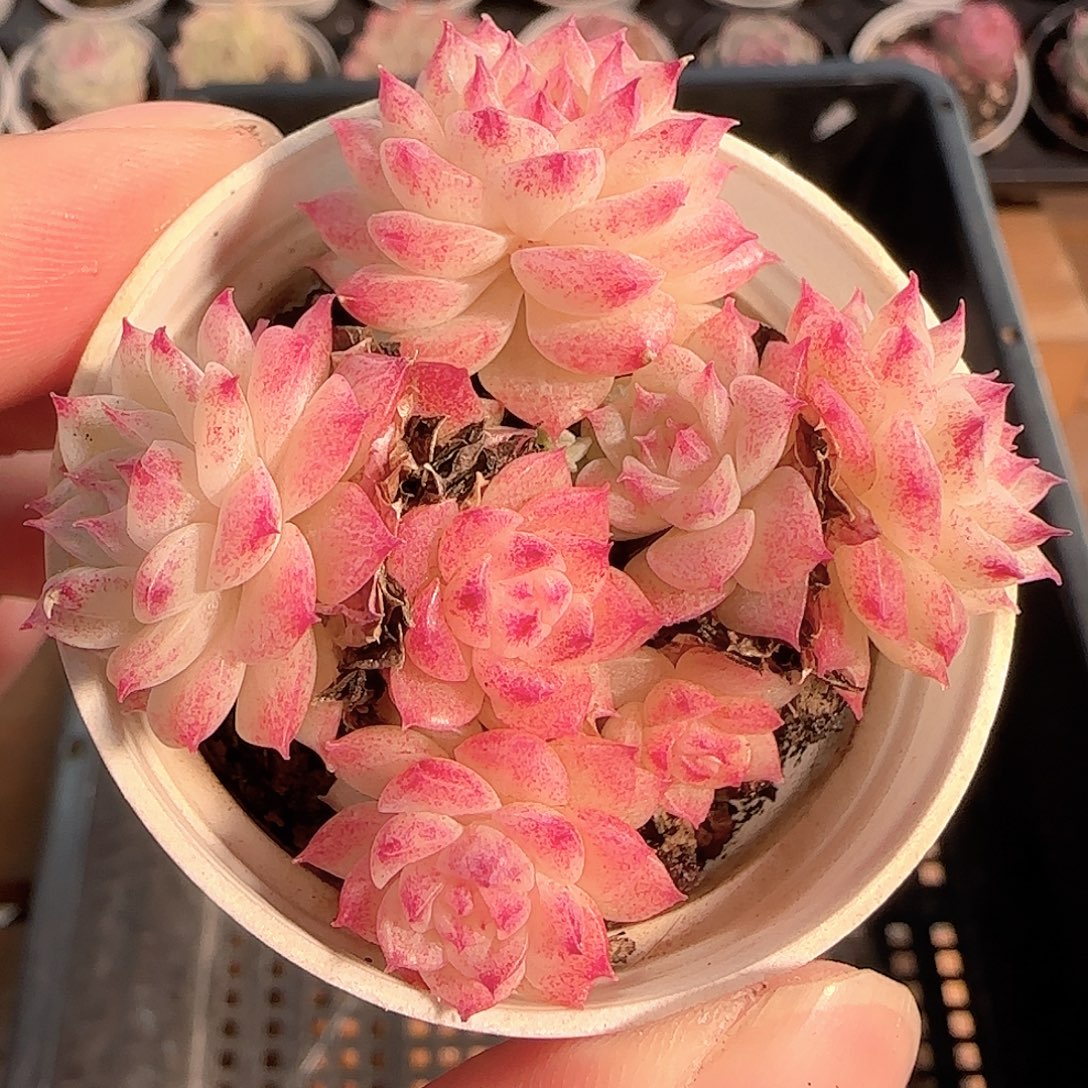 多肉1212-138优选麦秆群