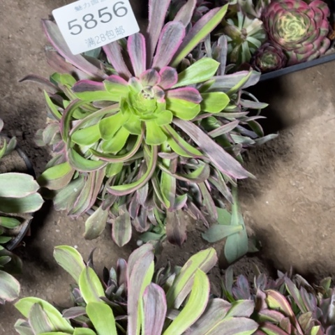 粉黛多肉多肉5856