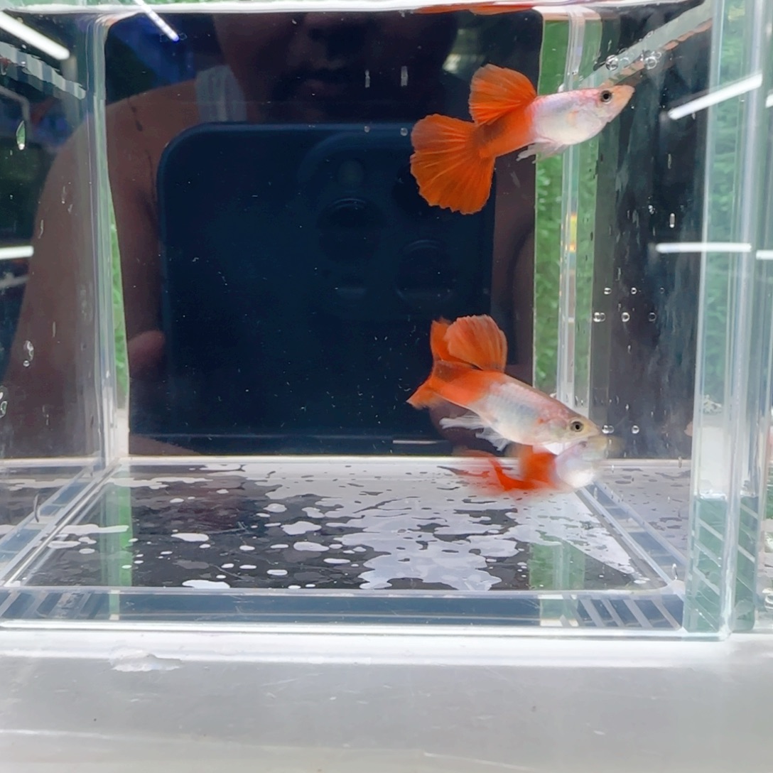 孔雀鱼艾尔银野红3对