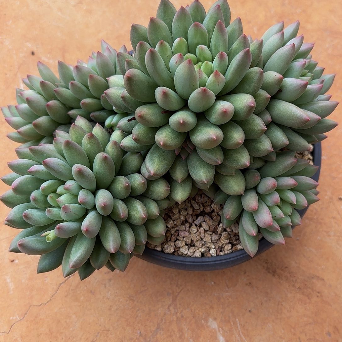 静*多肉植物岩字