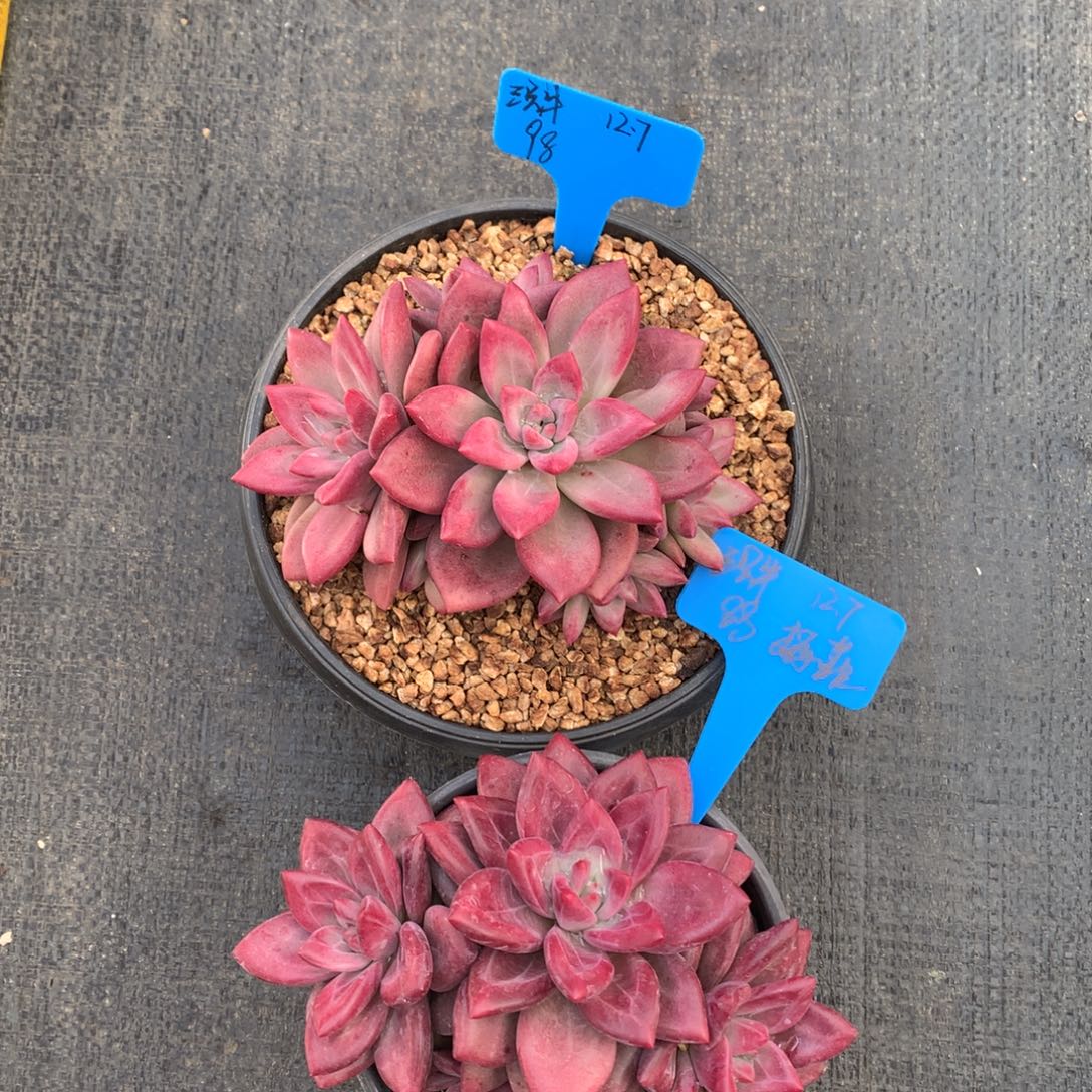 三***牛我们家的小仙女们