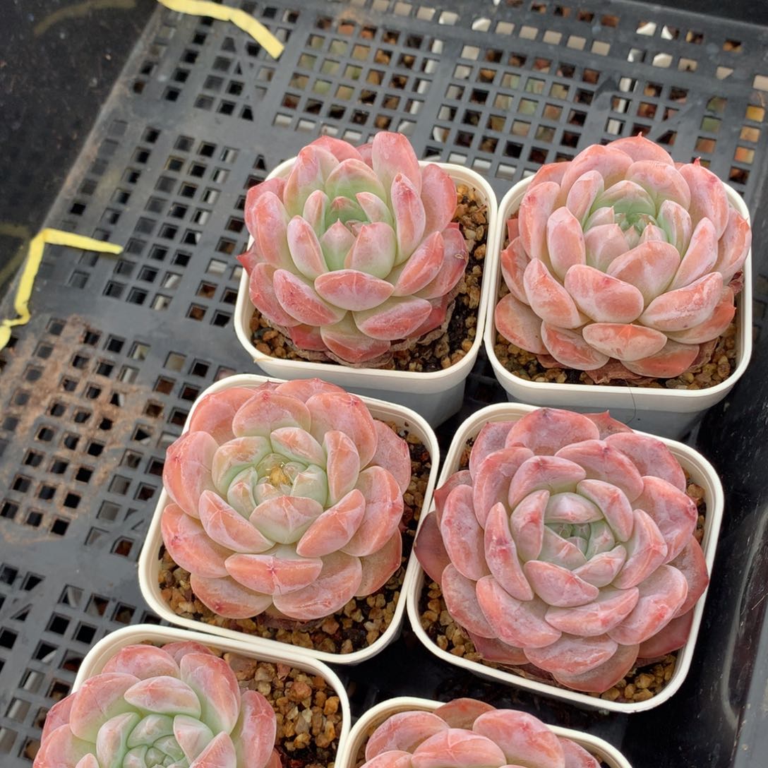 0525-512 糖心套餐