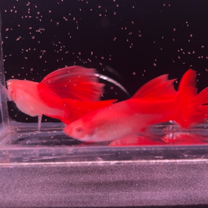 孔雀鱼大背血红2对1母微微瑕