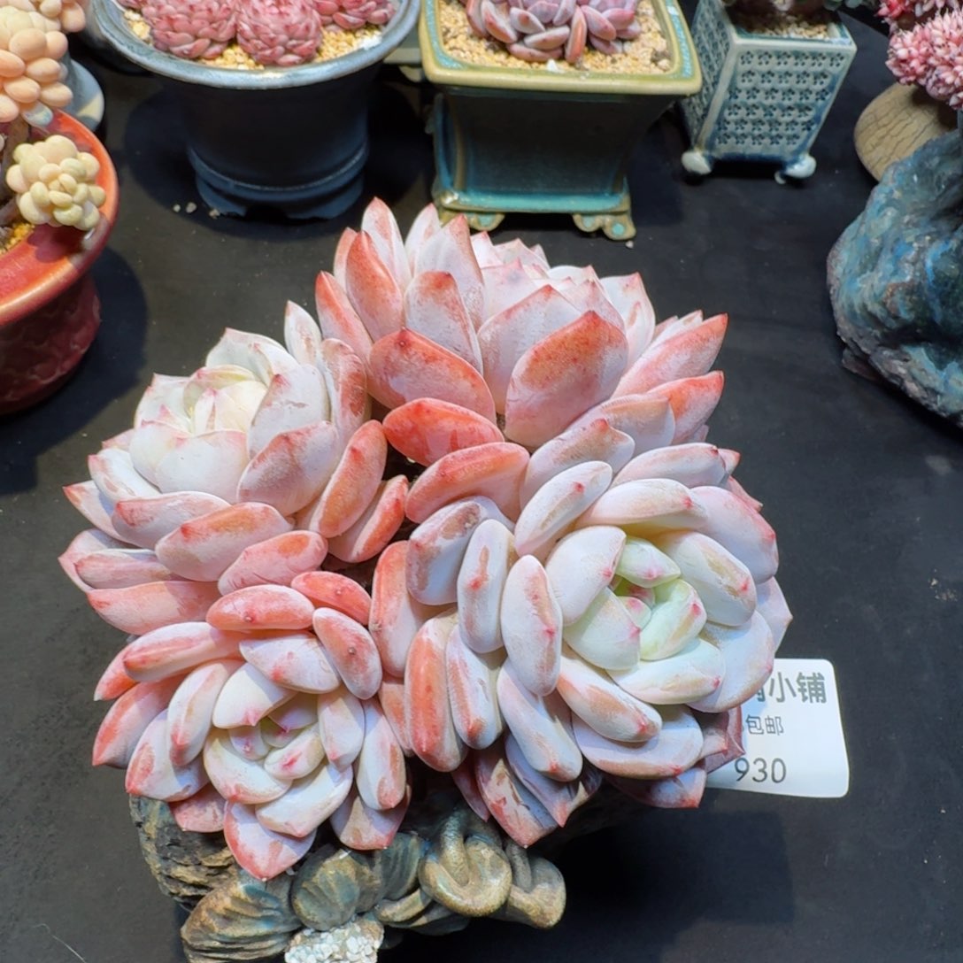 多肉植物  930  雪天使